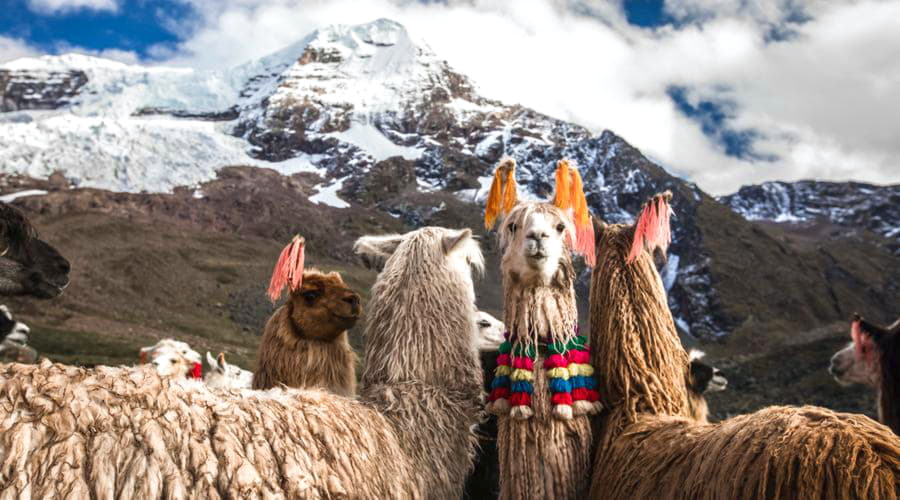 Top-Autovermietungsoptionen am Flughafen Cusco